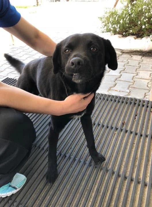 PETIFYC10662 photo 4