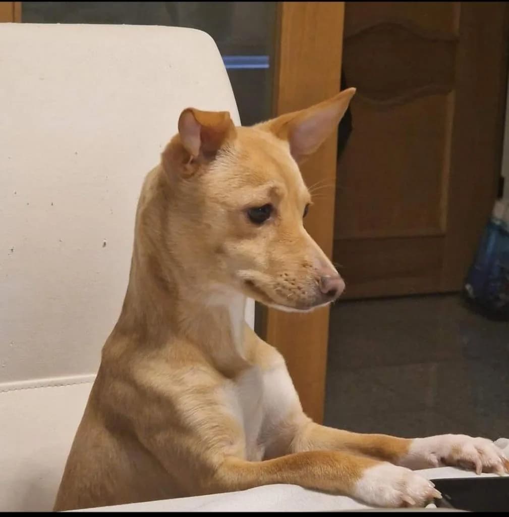 PETIFYC10662 photo 6