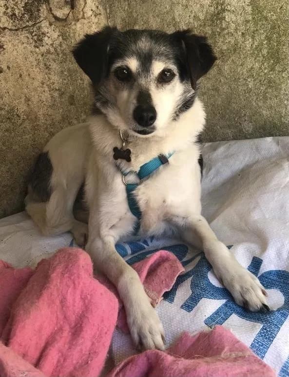 PETIFYC10662 photo 7