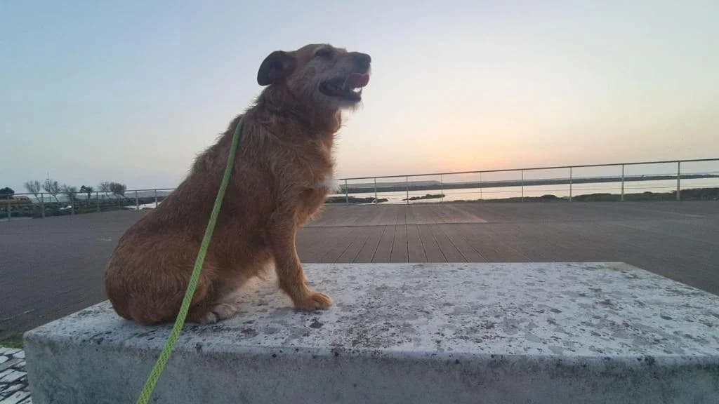 PETIFYC10662 photo 8