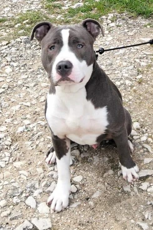 PETIFYC10668 photo 7