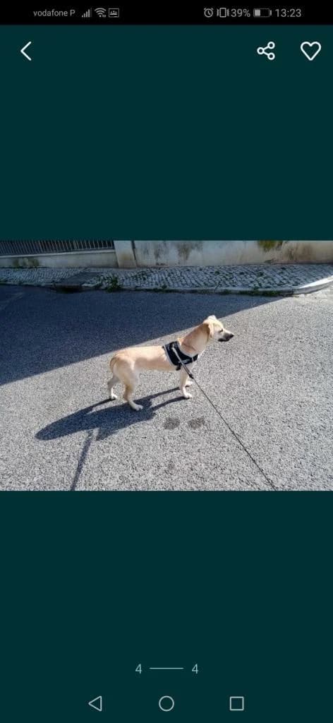 PETIFYC10687 photo 5