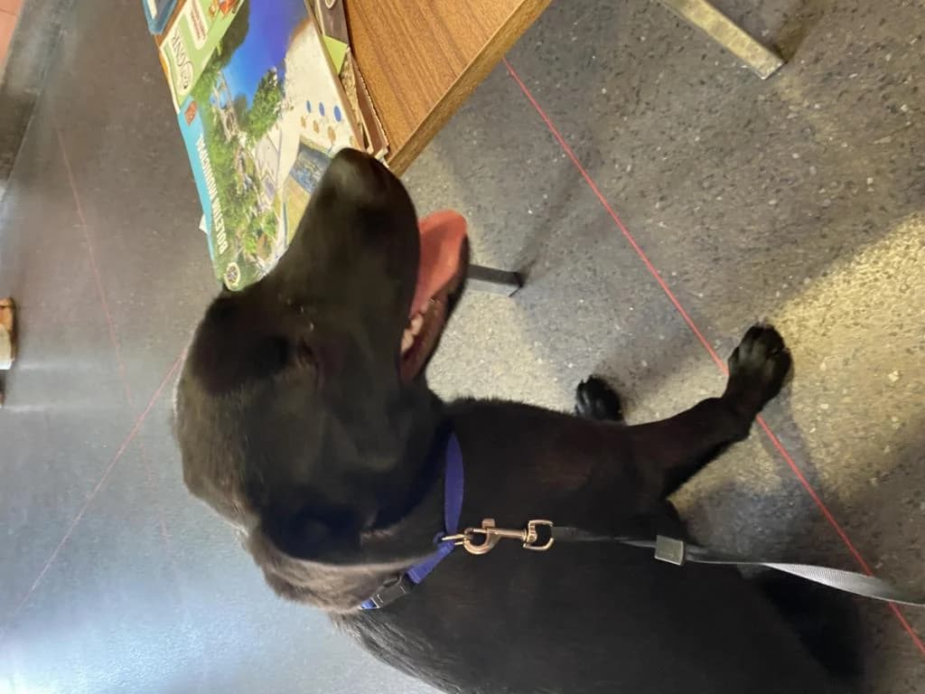 PETIFYC10687 photo 6