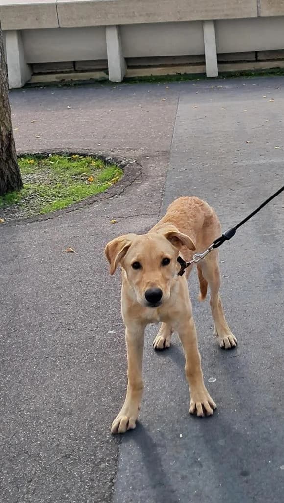 PETIFYC10687 photo 7