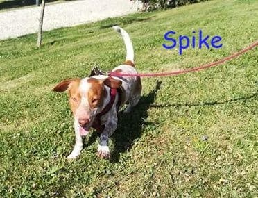 PETIFYC10698 photo 6