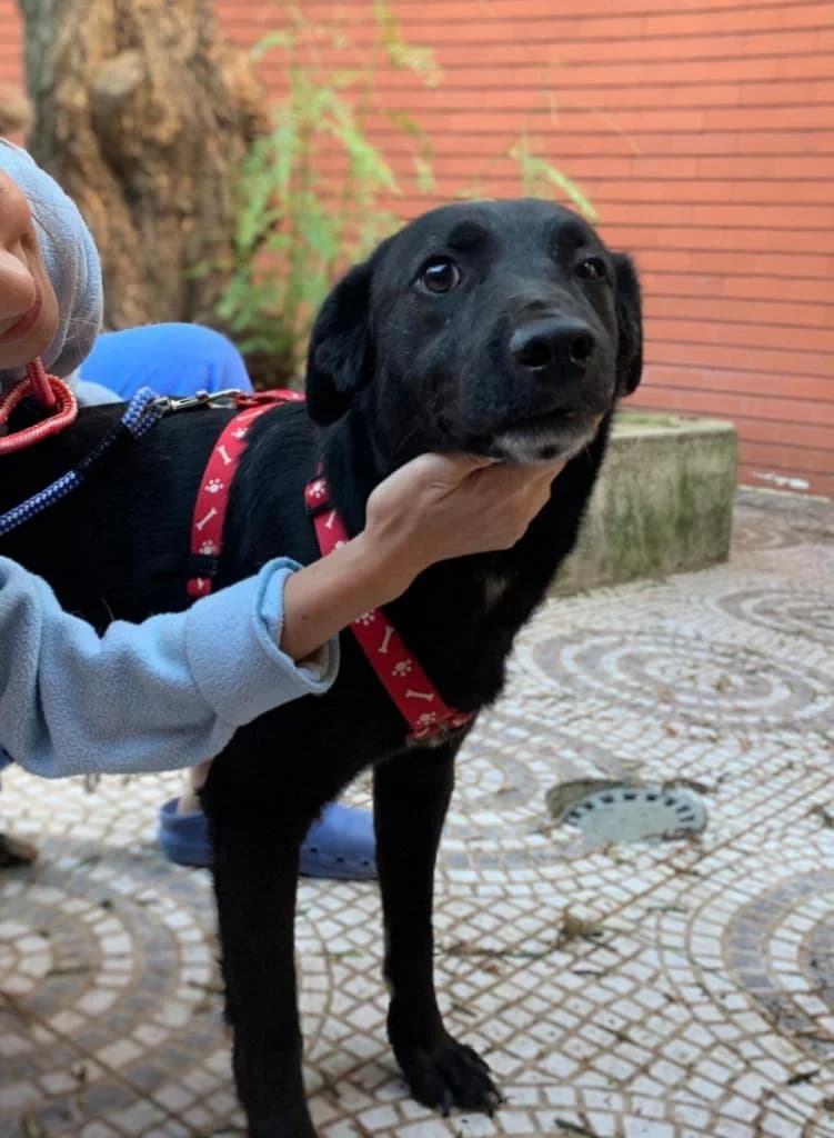 PETIFYC10698 photo 7