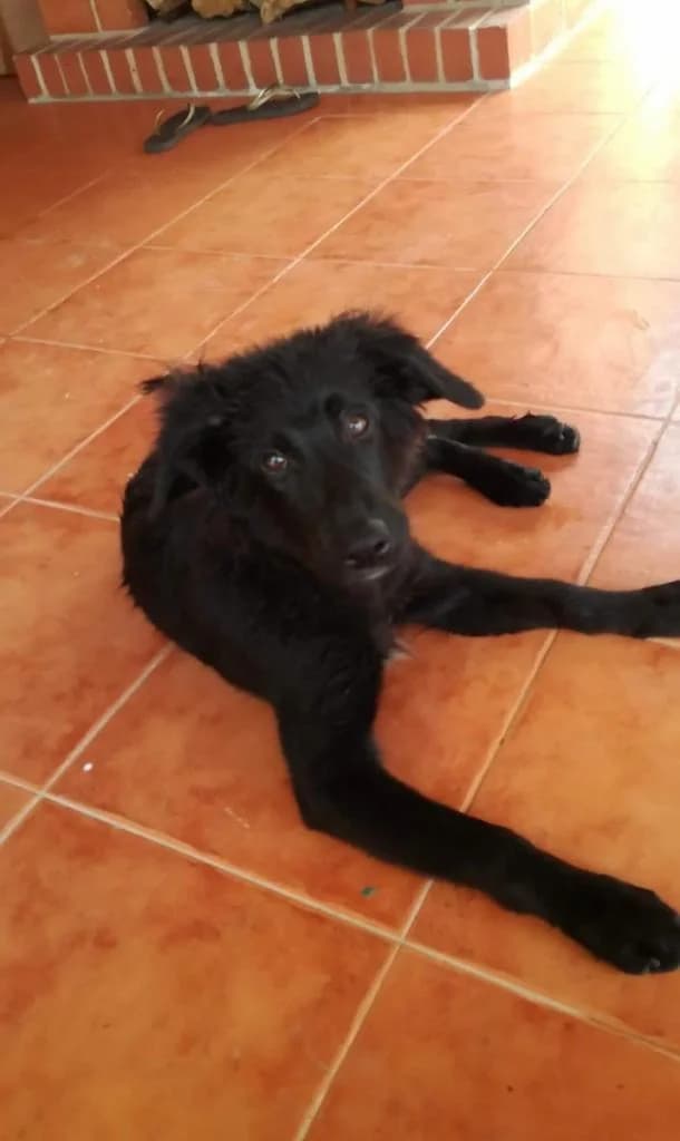 PETIFYC10698 photo 8