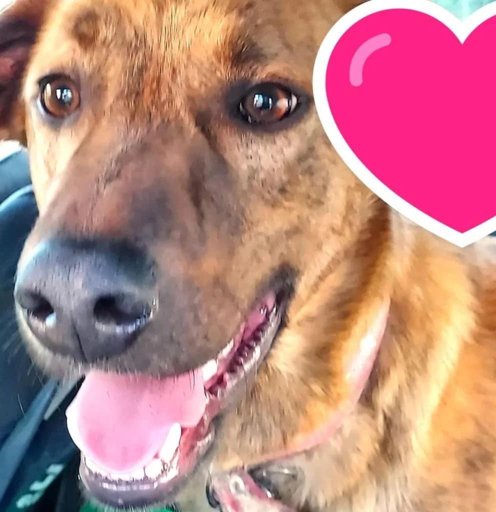 PETIFYC10699 photo 6