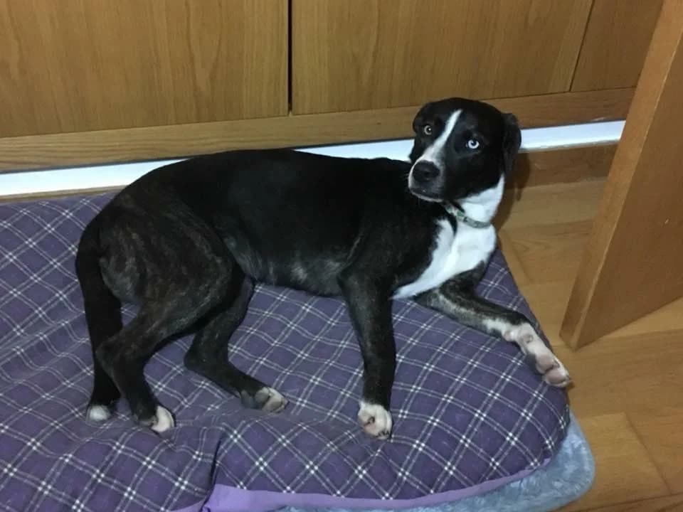 PETIFYC10699 photo 7