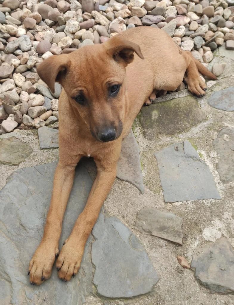 PETIFYC10699 photo 8