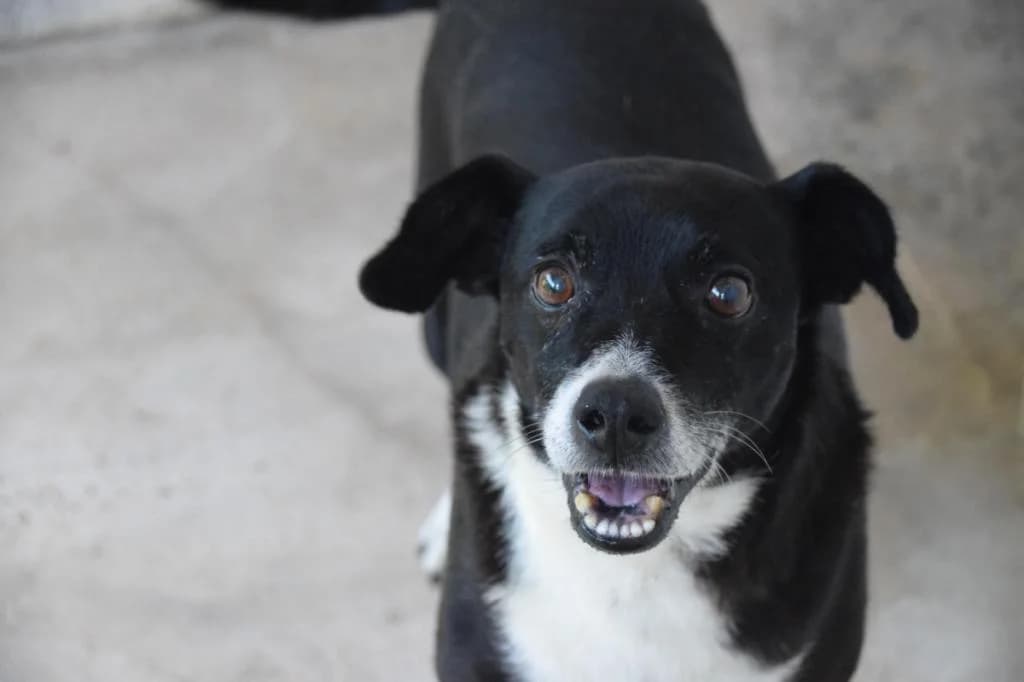 PETIFYC10711 photo 5