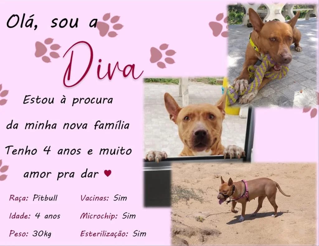 PETIFYC10711 photo 6