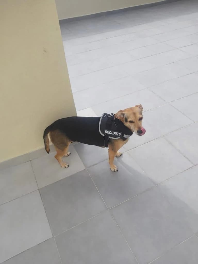 PETIFYC10711 photo 7