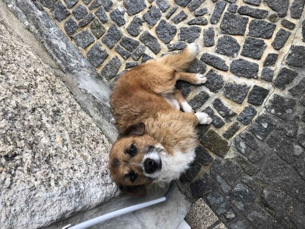 PETIFYC10711 photo 8