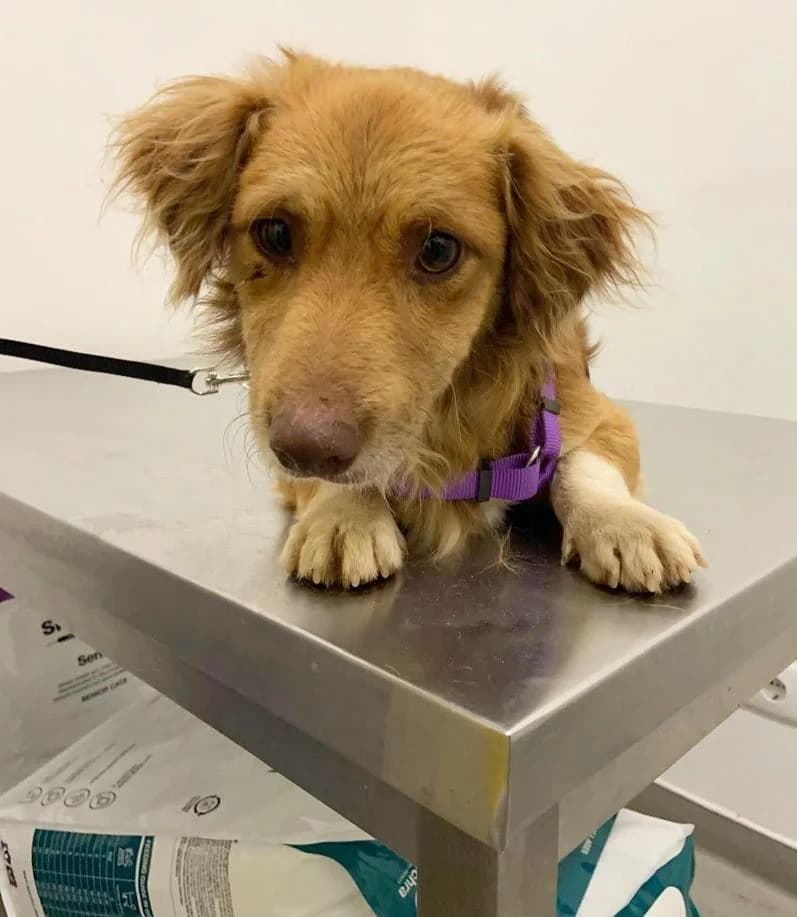 PETIFYC10720 photo 4