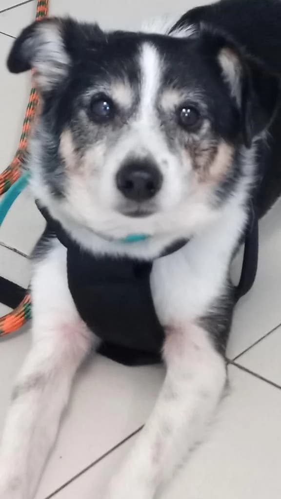 PETIFYC10720 photo 5