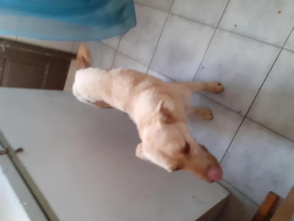 PETIFYC10720 photo 6