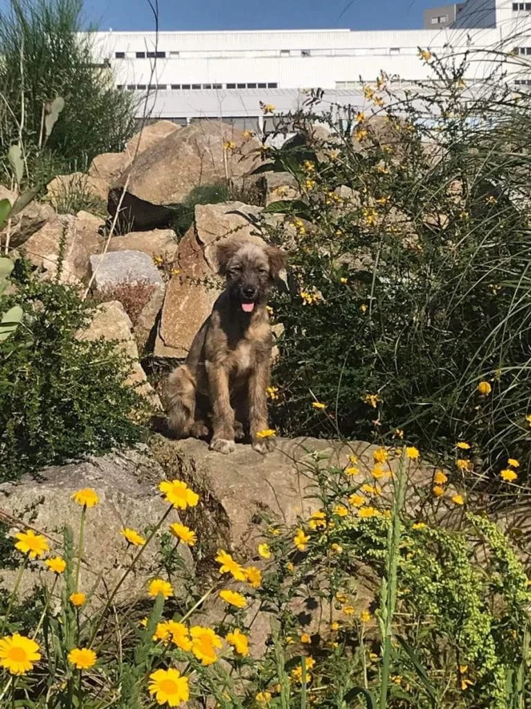 PETIFYC10720 photo 7