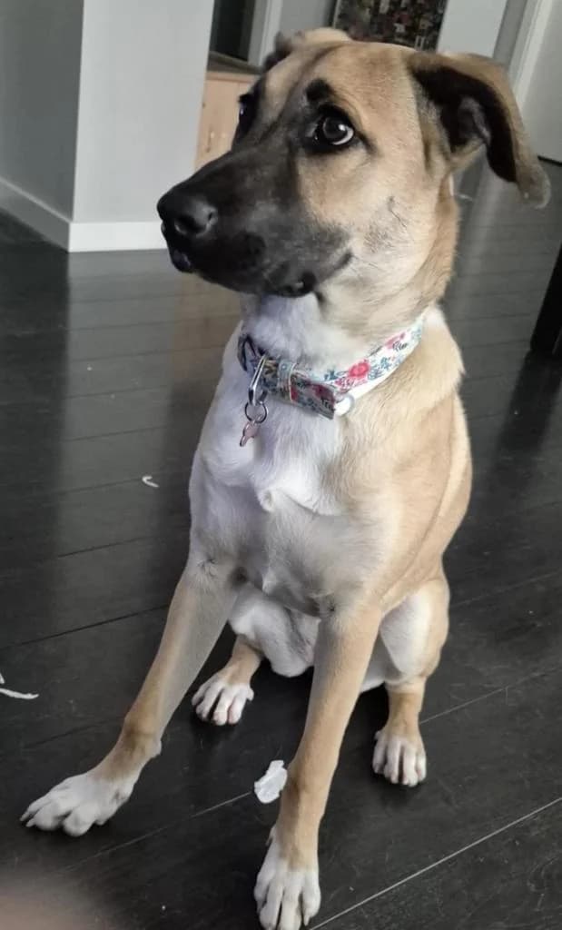 PETIFYC10720 photo 8