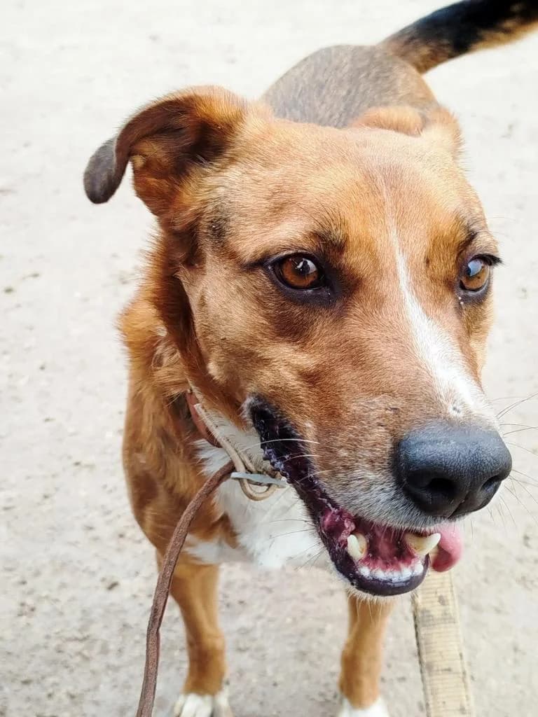 PETIFYC10734 photo 3