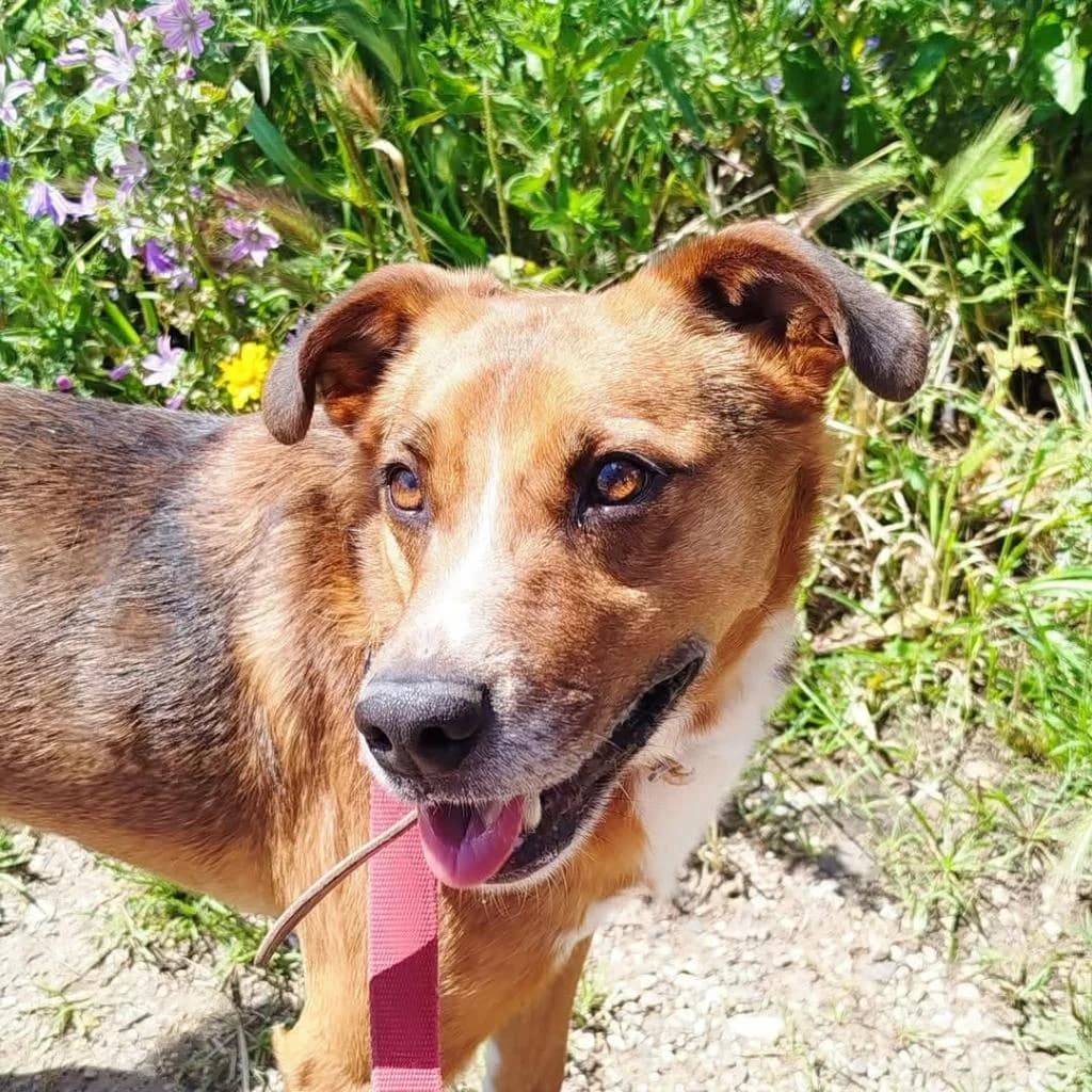 PETIFYC10734 photo 5