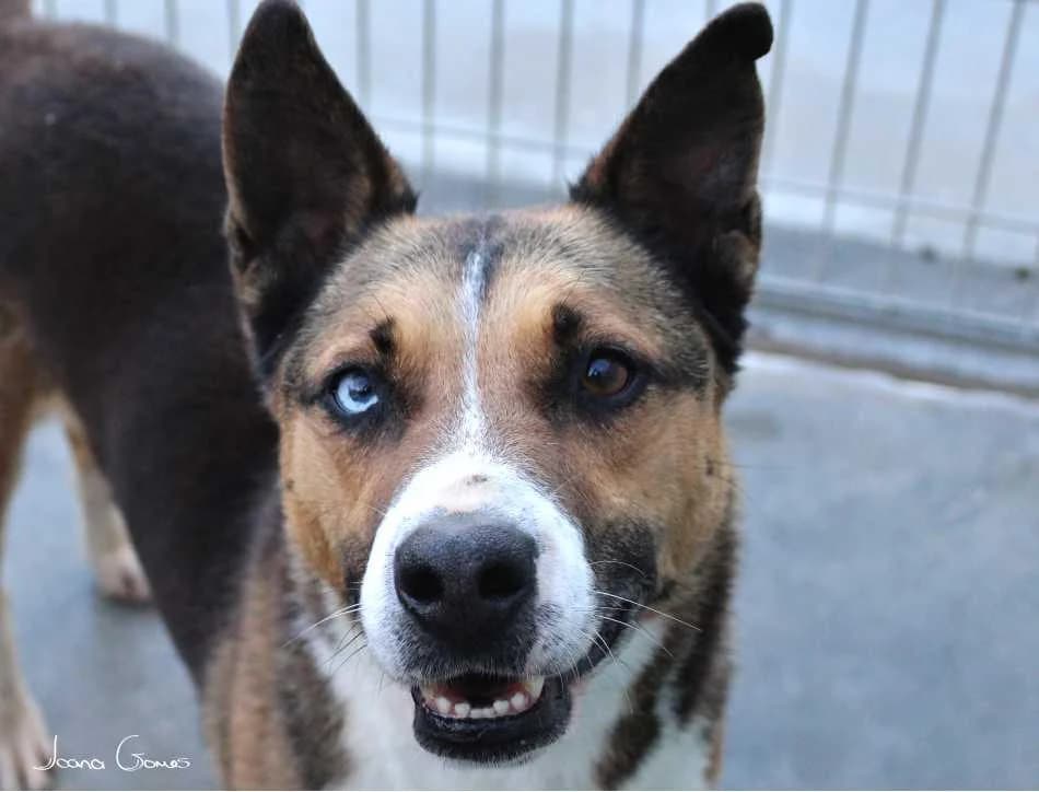 PETIFYC10735 photo 8