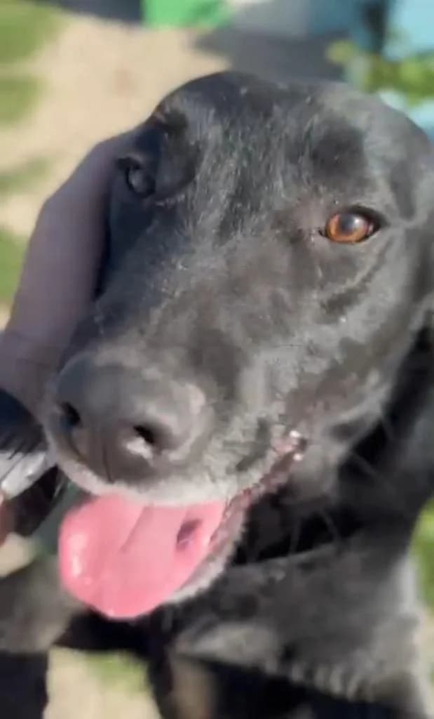 PETIFYC10736 photo 2