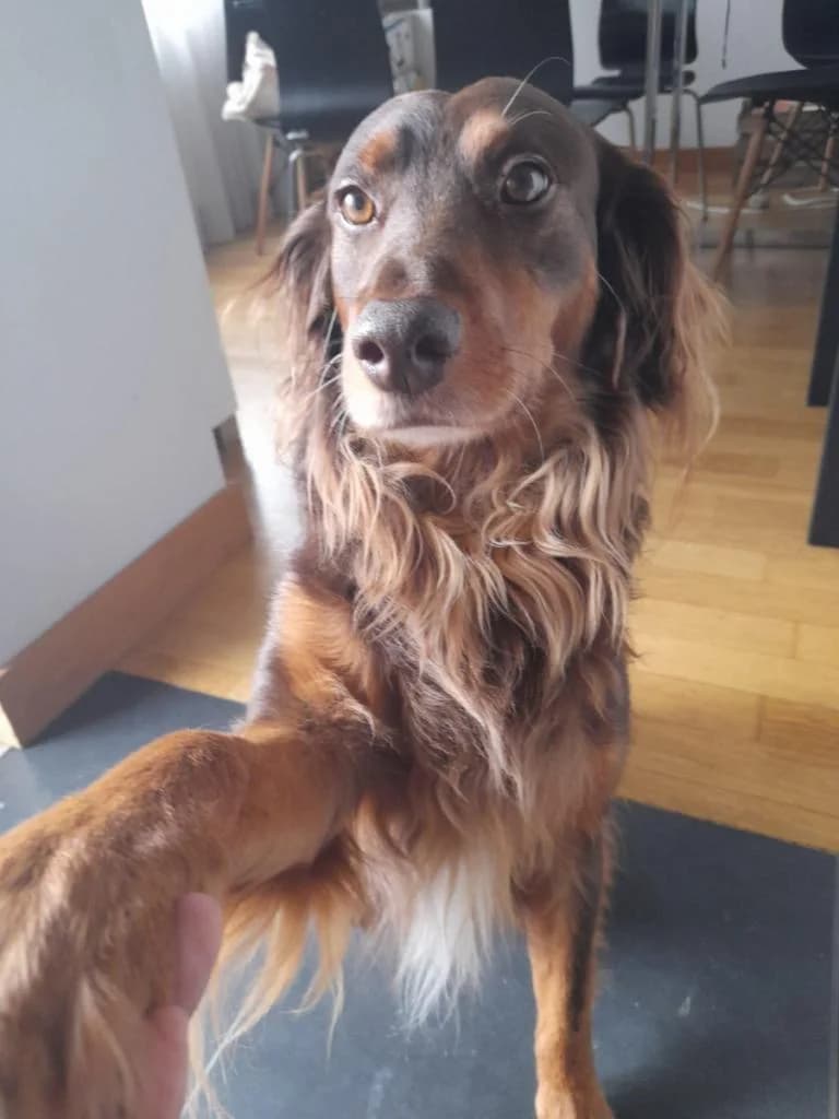 PETIFYC10736 photo 6