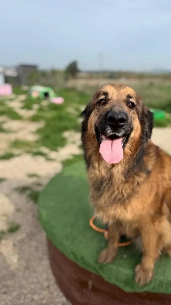 PETIFYC10737 photo 3