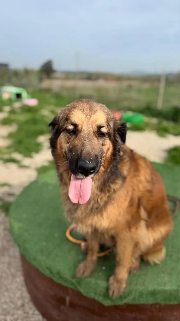 PETIFYC10737 photo 5