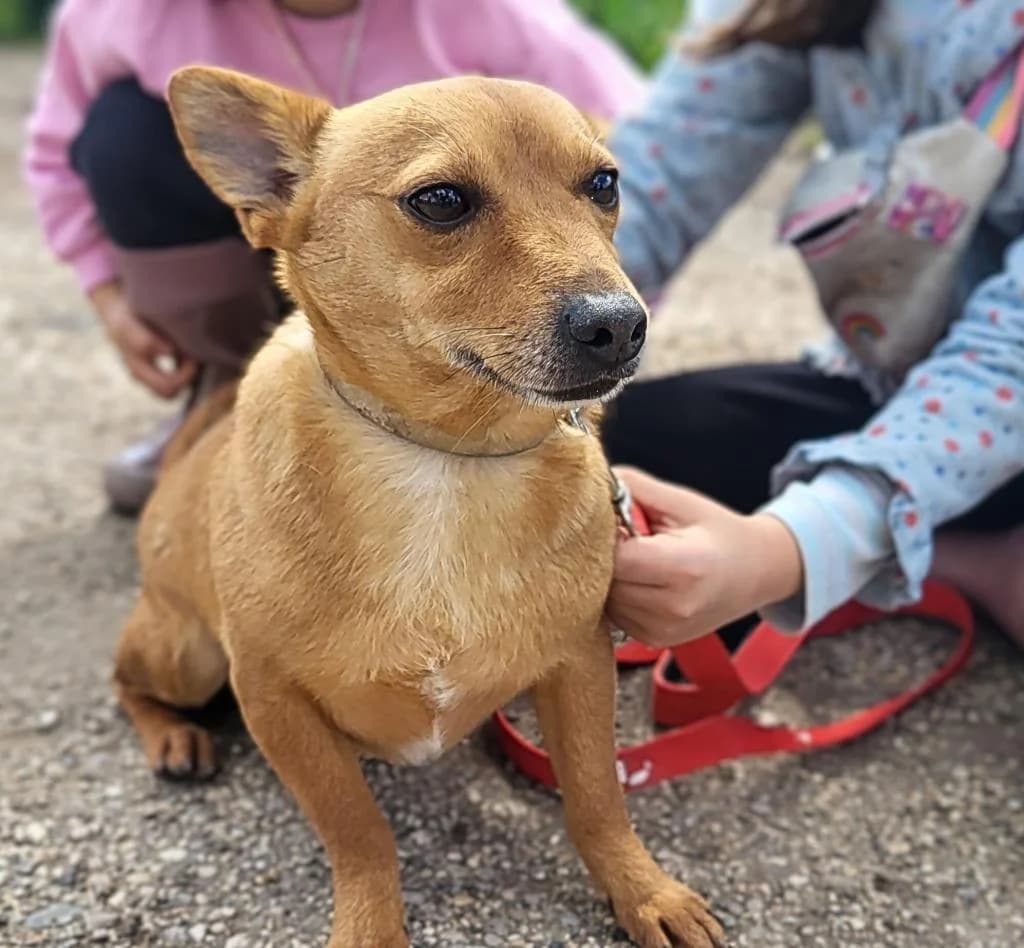 PETIFYC10738 photo 4