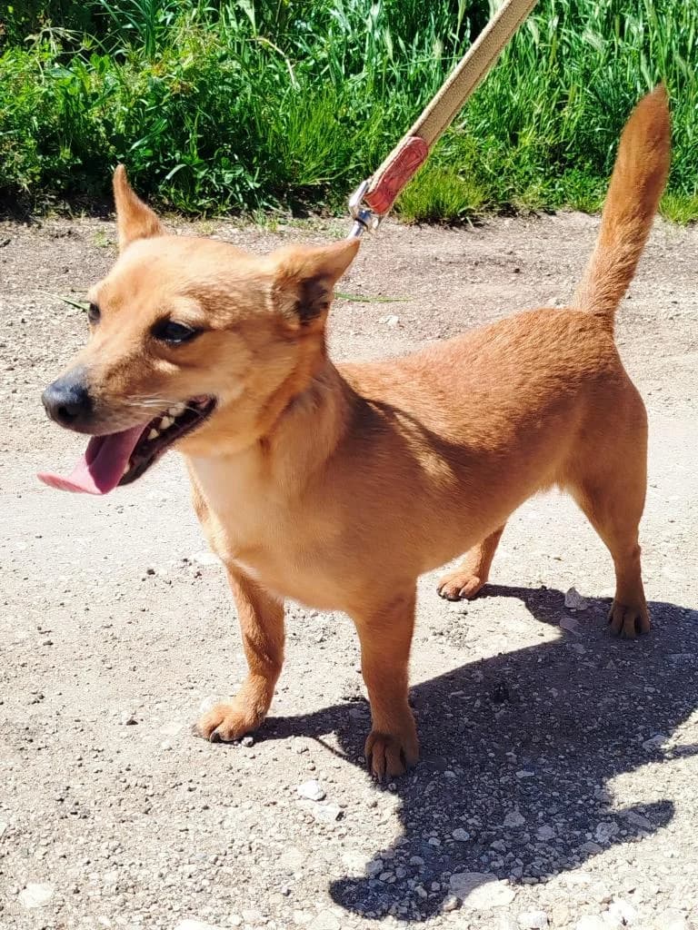 PETIFYC10738 photo 5