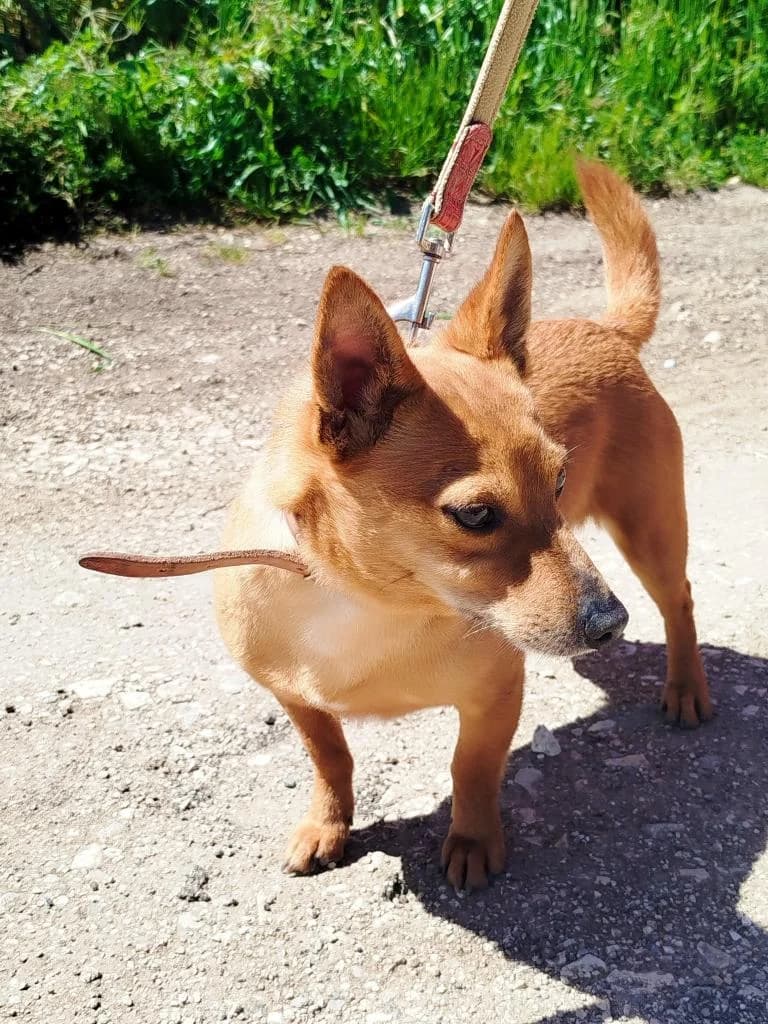 PETIFYC10738 photo 6