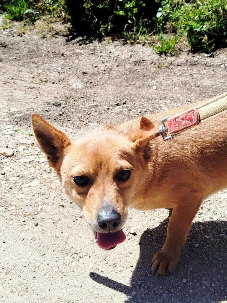 PETIFYC10738 photo 8