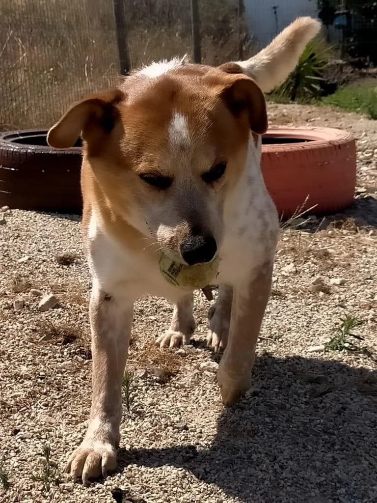 PETIFYC10739 photo 2