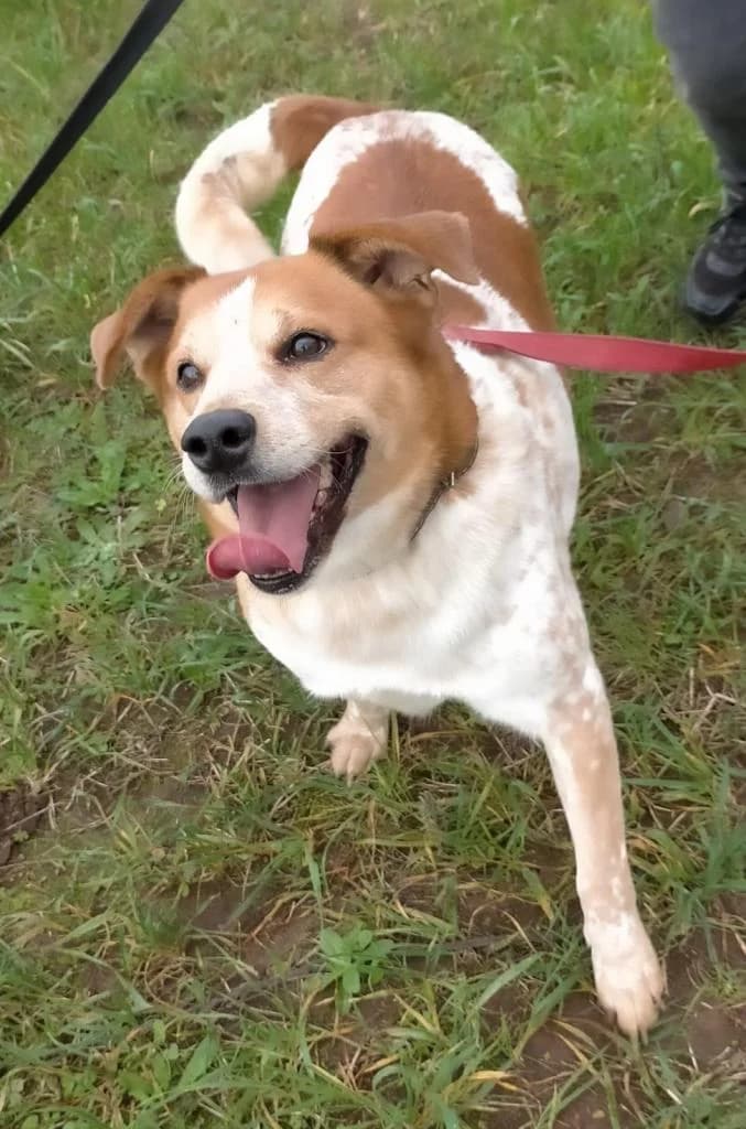 PETIFYC10739 photo 3