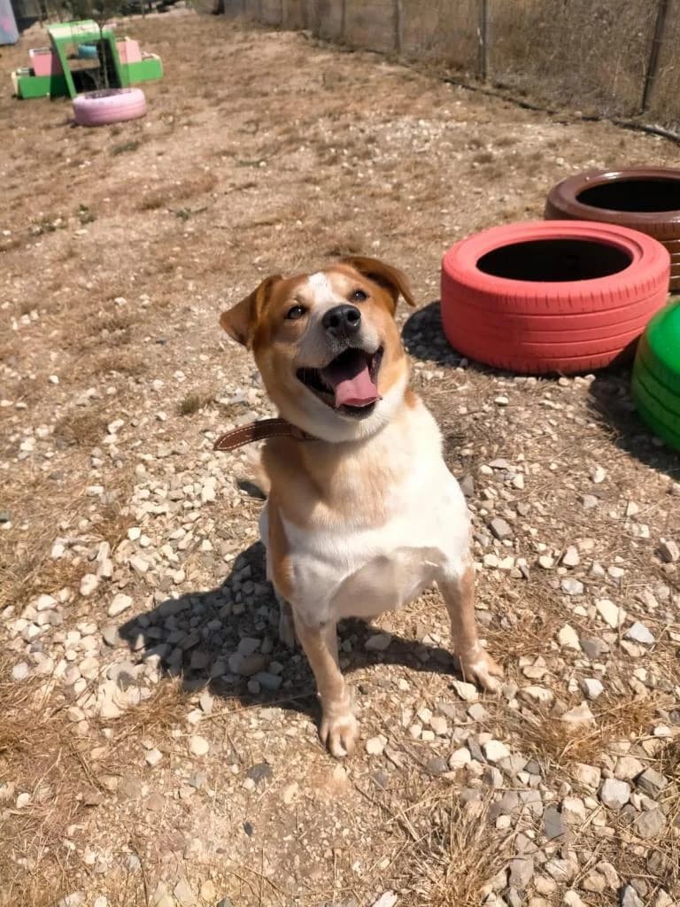 PETIFYC10739 photo 4