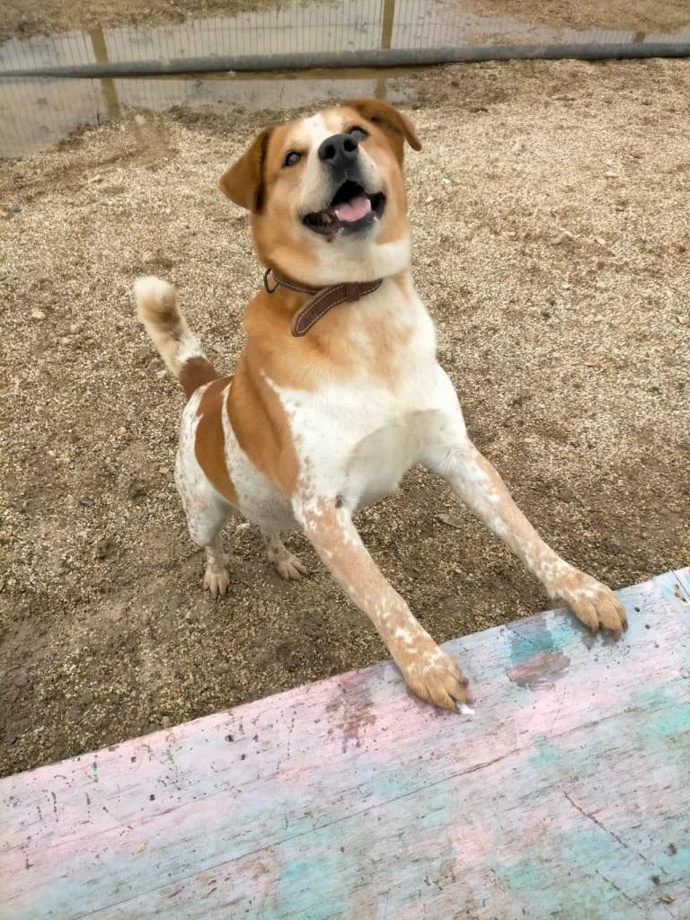 PETIFYC10739 photo 5