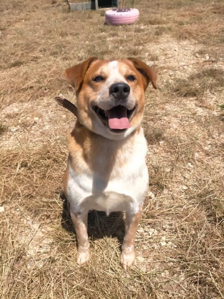 PETIFYC10739 photo 7