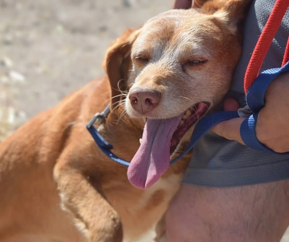 PETIFYC10740 photo 2