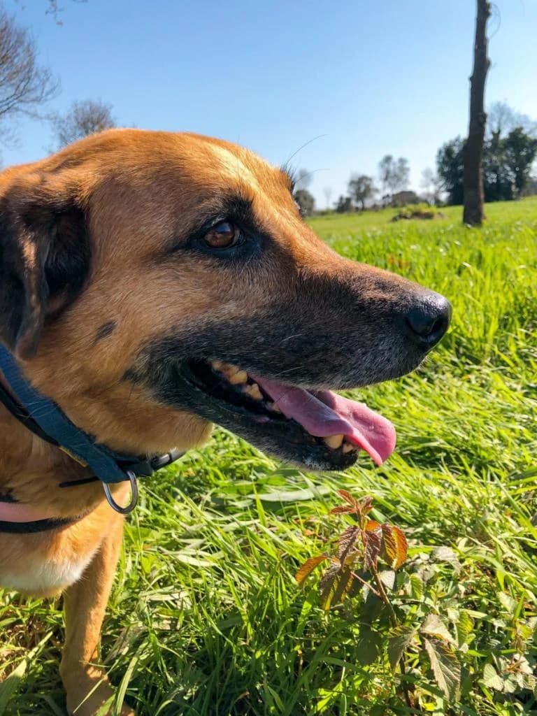 PETIFYC10740 photo 8