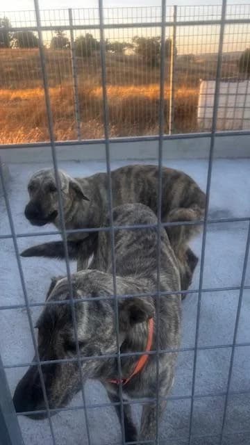 PETIFYC10746 photo 4