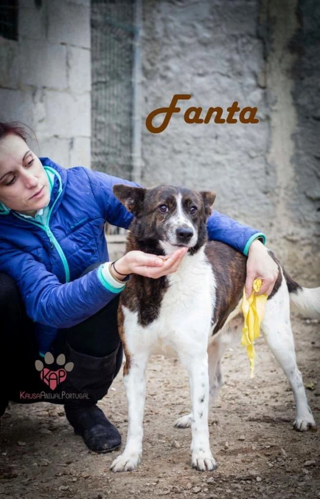 PETIFYC10747 photo 7