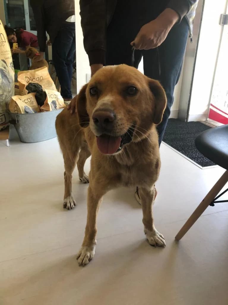 PETIFYC10747 photo 8