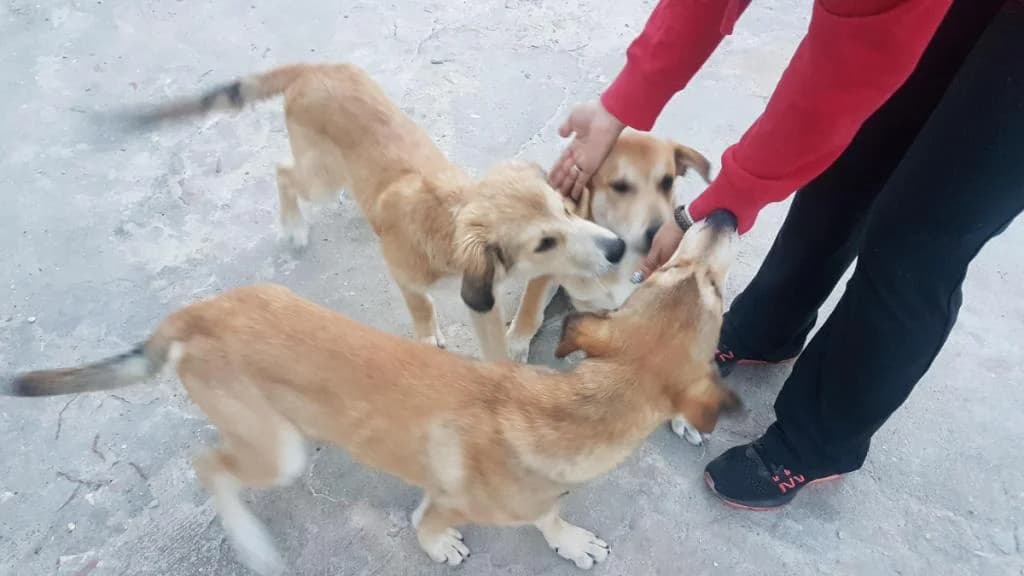 PETIFYC10749 photo 3