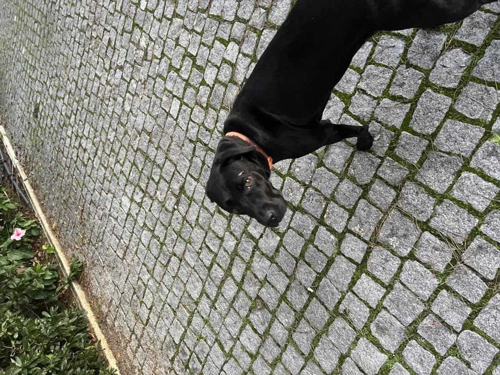 PETIFYC10749 photo 4