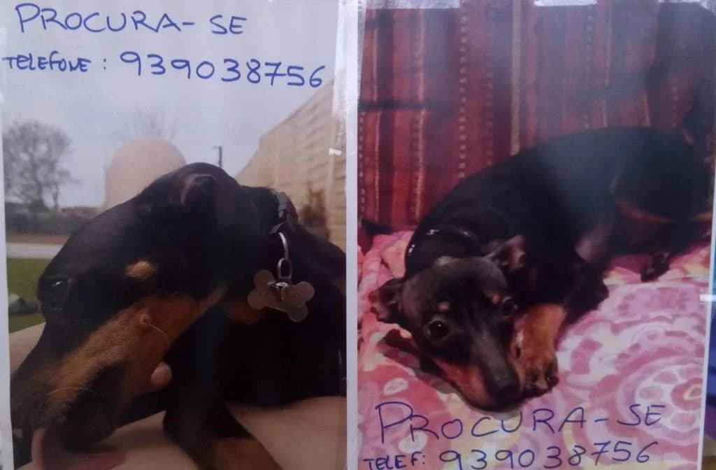 PETIFYC10762 photo 7