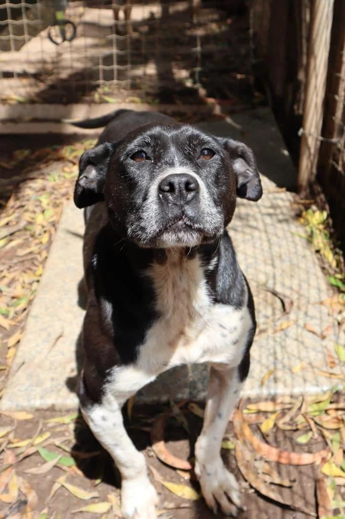 PETIFYC10768 photo 4