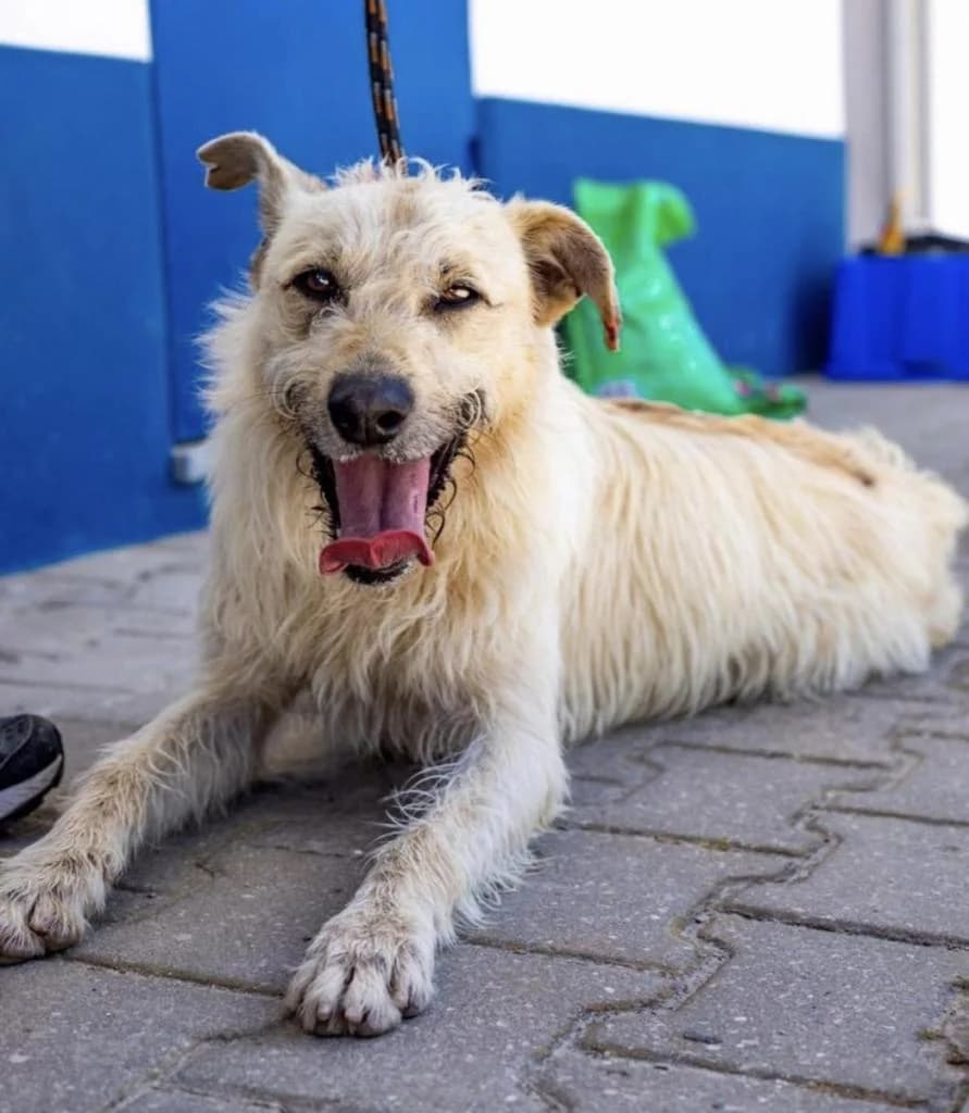 PETIFYC10768 photo 5