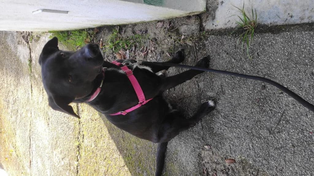 PETIFYC10810 photo 4